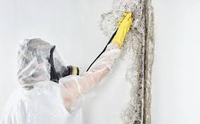 Trusted Stanley, VA Mold Removal & Remediation Experts